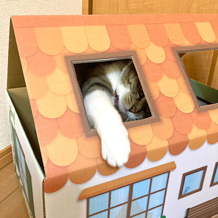 三角屋根の猫の家（オレンジ）-8