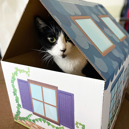 三角屋根の猫の家（青）-8