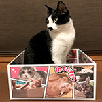 全面“猫だらけ”のアメコミ風デザインダンボール箱（宅配80・底面A4サイズ） 6
