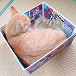 全面“猫だらけ”のアメコミ風デザインダンボール箱（宅配80・底面A4サイズ） 7