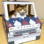 ダンボール製の猫専用トラックにアーガイル柄を印刷したオリジナルグッズ | ねこトラ | 猫トラ 6